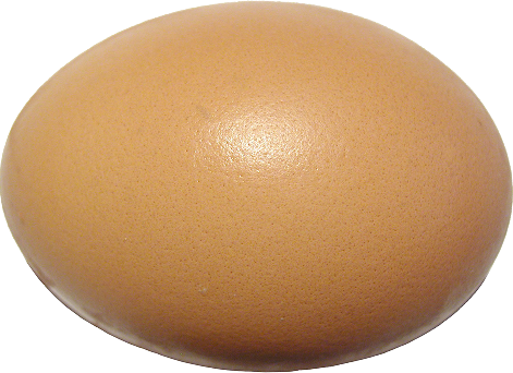 신선한 유정란